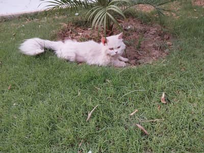 persian cats pair