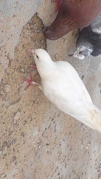 kabootar for sell