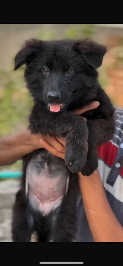 German shepherd puppies (pedigree)