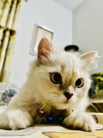 Female Persian Triple Coat Cat | 1 Year | Fully Vaccinated & Trained
