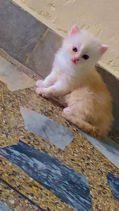 Persian cats