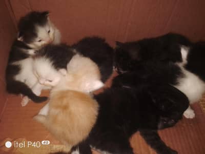persian kittens