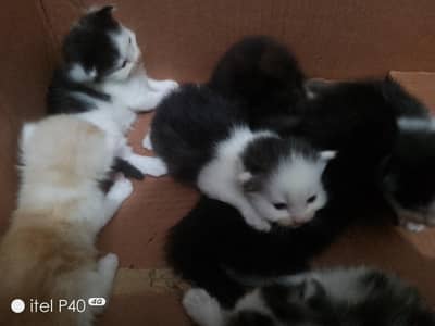 persian kittens