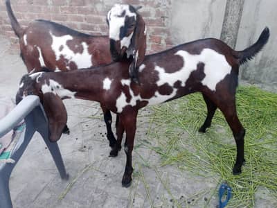 2 Female Goats Available for Sale