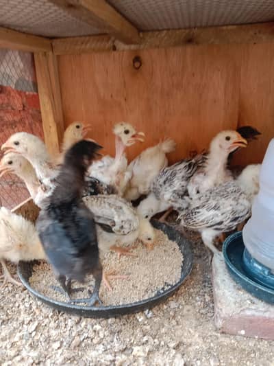 Hens For sale