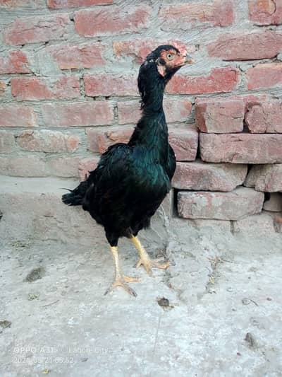 Pure Aseel Female