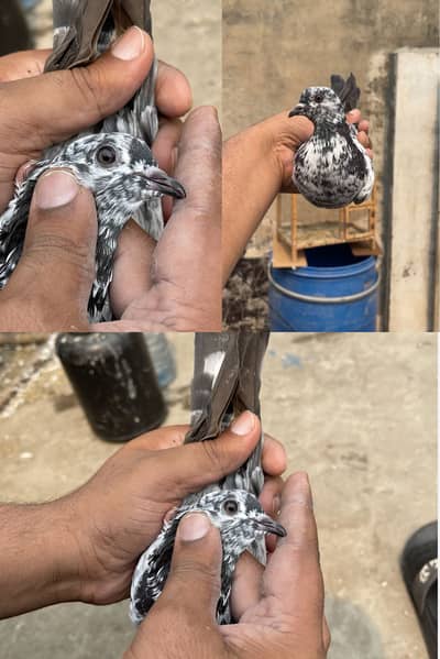 High flying pigeons male female