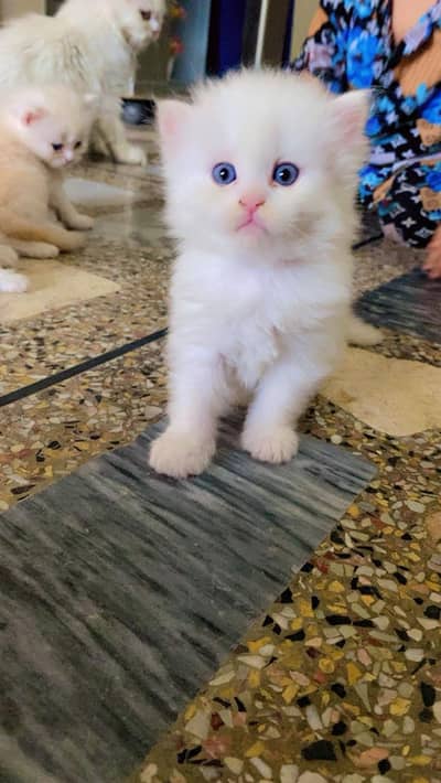 Persian cats