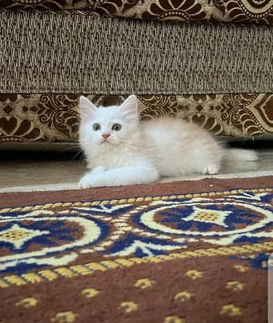 cat lover 03315774956