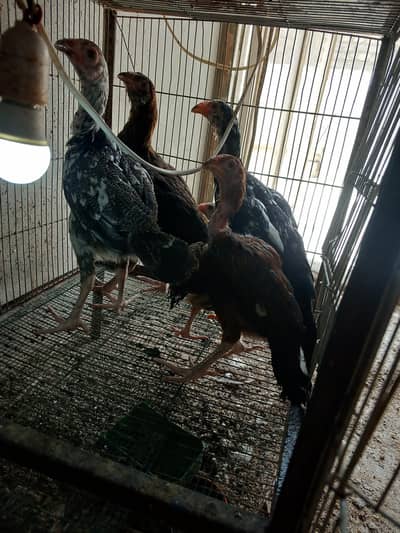 aseel miawali chicks