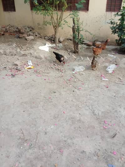 Desi hen egg daily