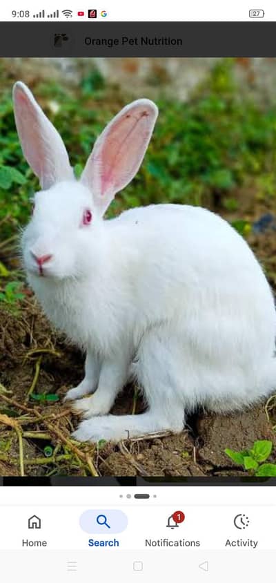 rabbit pair for sale in Lahore urgent sale