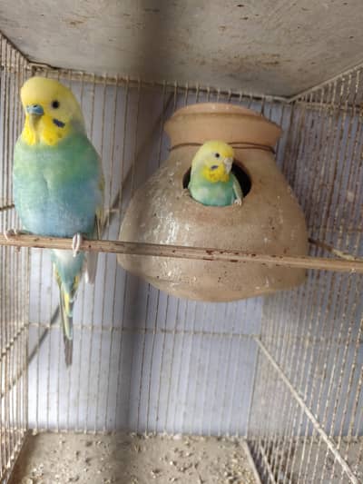 Rainbow Budgies