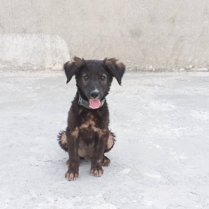 Jerman shepherd 0