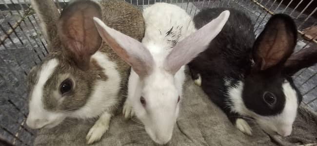 rabbits for sale