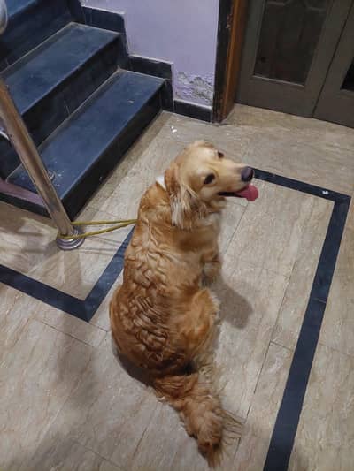 golden retriever
