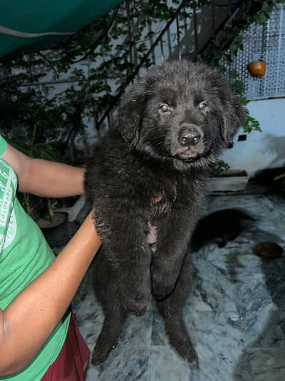long coat black german shepard