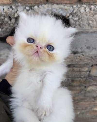 Piki face kittens for sale