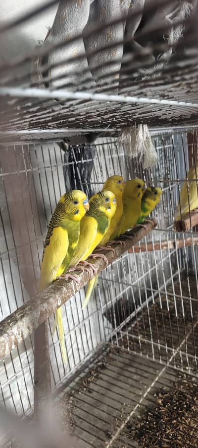 Australian Parrots 4 pairs