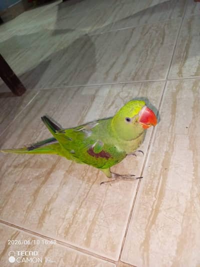 GREEN PARROT FOR SALE