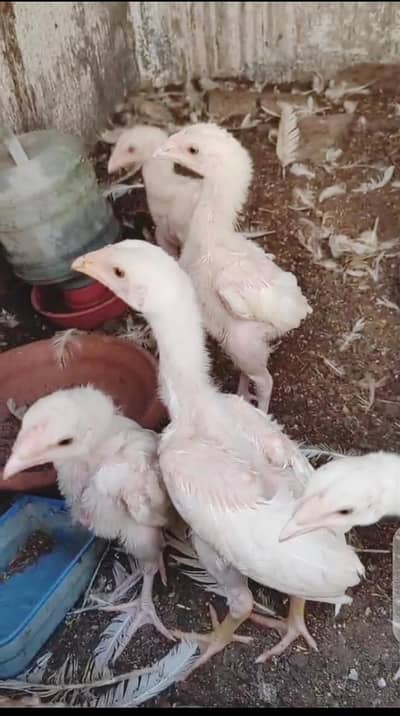 Heera chicks