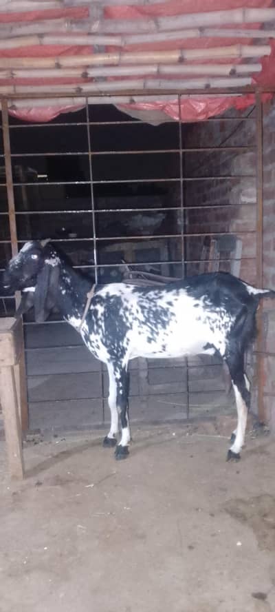makhi cheeni bakri 4 dant