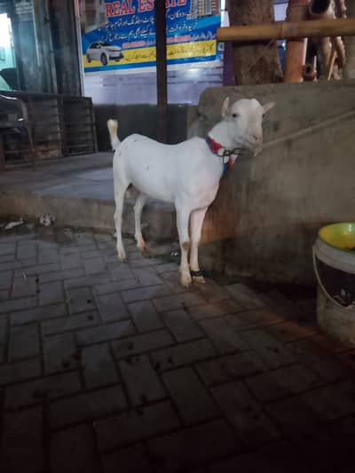 Gulabi teddy male