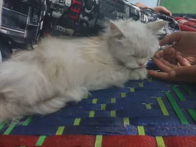 Cat or mobile All ok front strip isu bqaya all ok ha