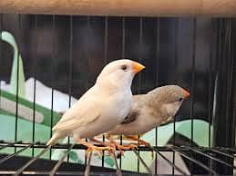 URGENT  FINCH FOR SALE COMMON& MUTATION