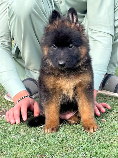 German shepherd puppy for sale
