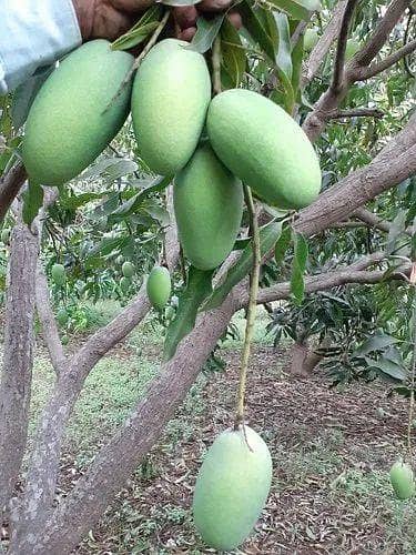 mango