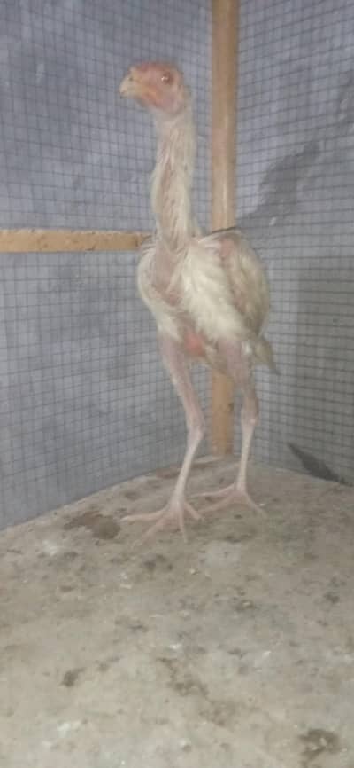 Aseel Shamo And Different Breeds For Sale