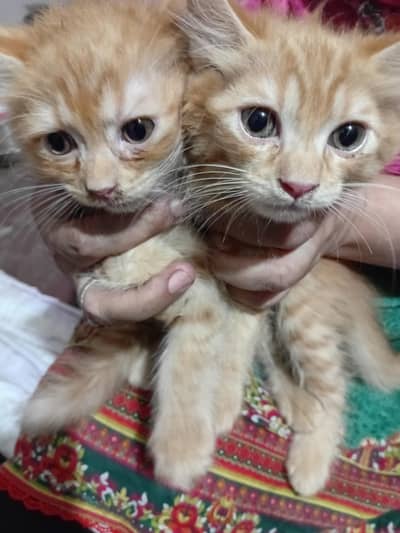 Persian cat kitten
