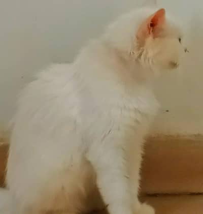 cats for adoption