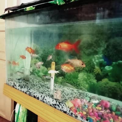 Beautiful Big Size Aquarium with 14 Beautiful Fishes