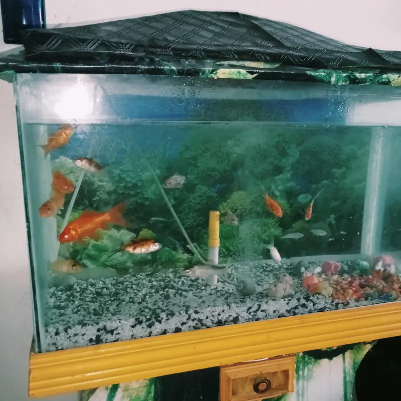 Beautiful Big Size Aquarium with 14 Beautiful Fishes — photo 2