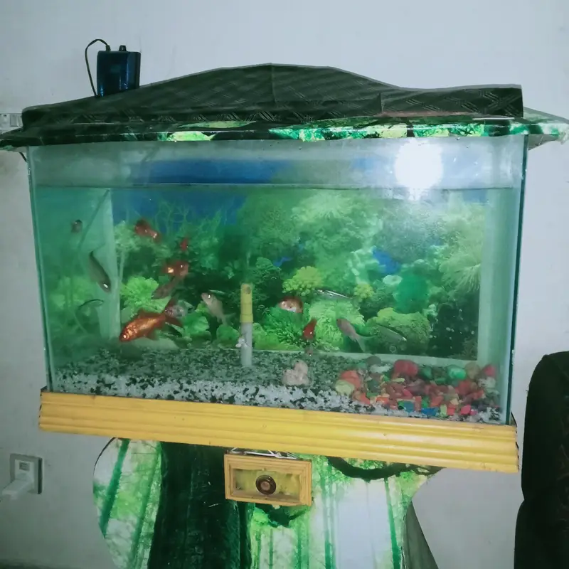 Beautiful Big Size Aquarium with 14 Beautiful Fishes — photo 3
