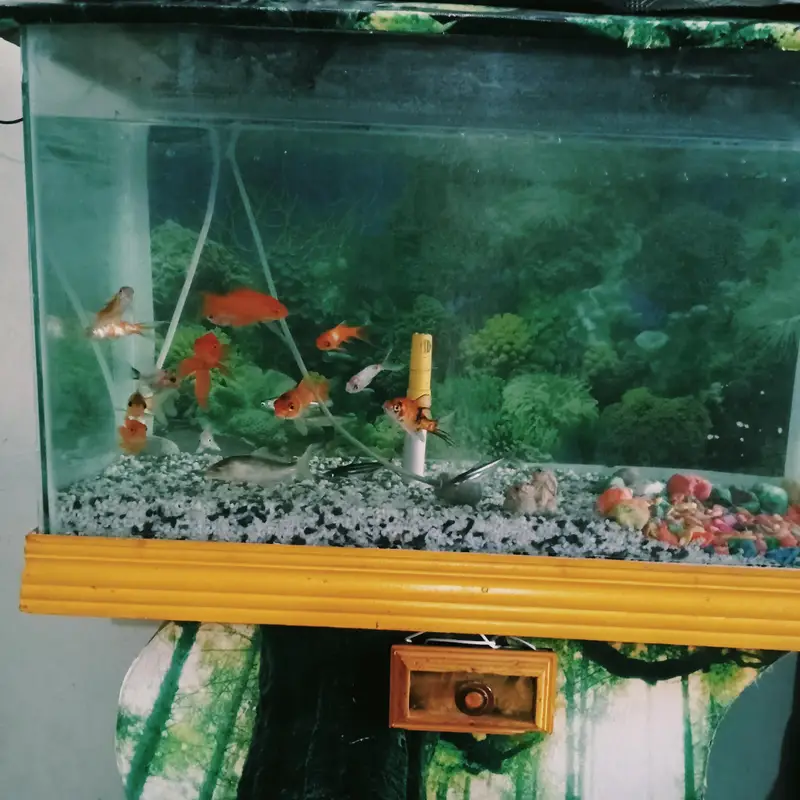 Beautiful Big Size Aquarium with 14 Beautiful Fishes — photo 4