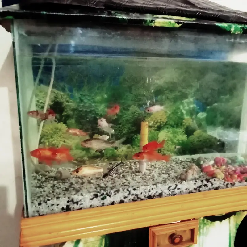 Beautiful Big Size Aquarium with 14 Beautiful Fishes — photo 5