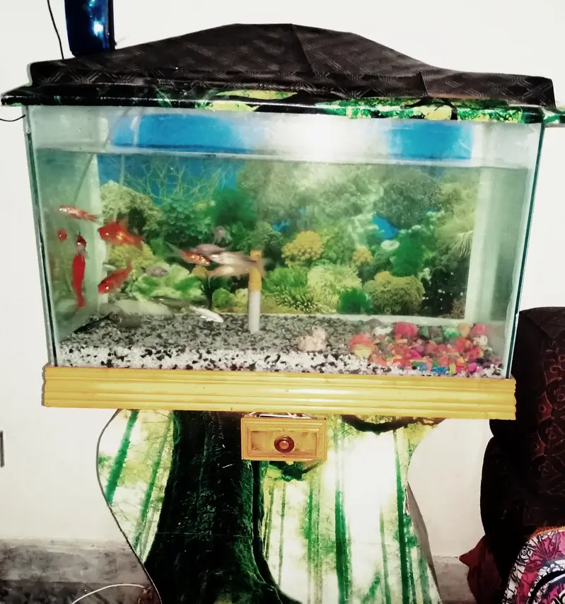 Beautiful Big Size Aquarium with 14 Beautiful Fishes — photo 6