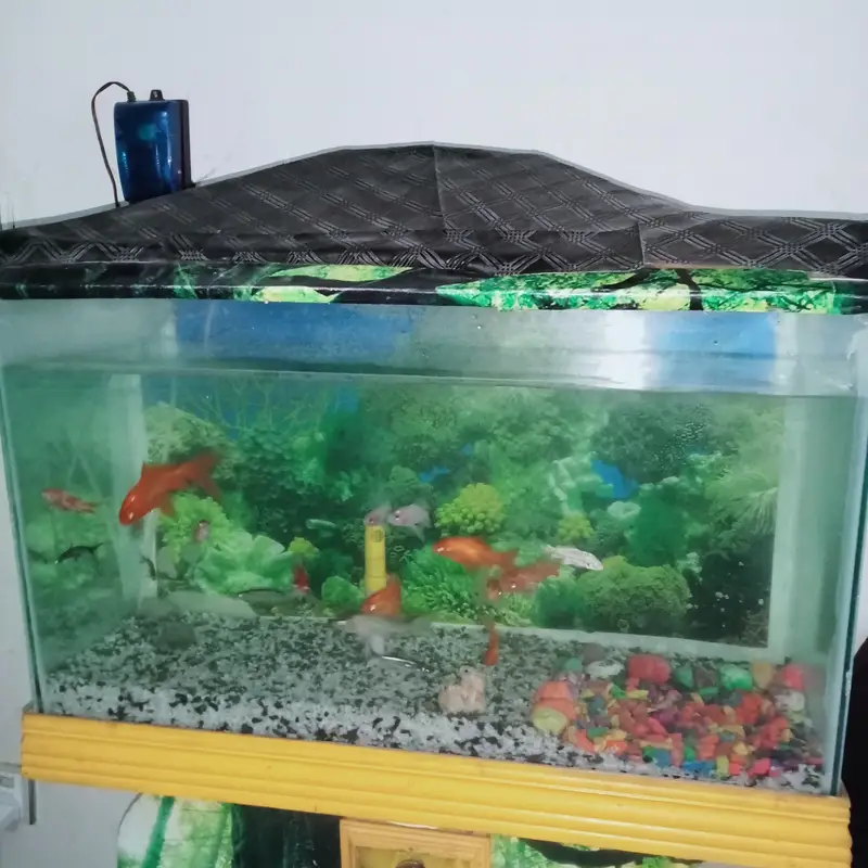 Beautiful Big Size Aquarium with 14 Beautiful Fishes — photo 7