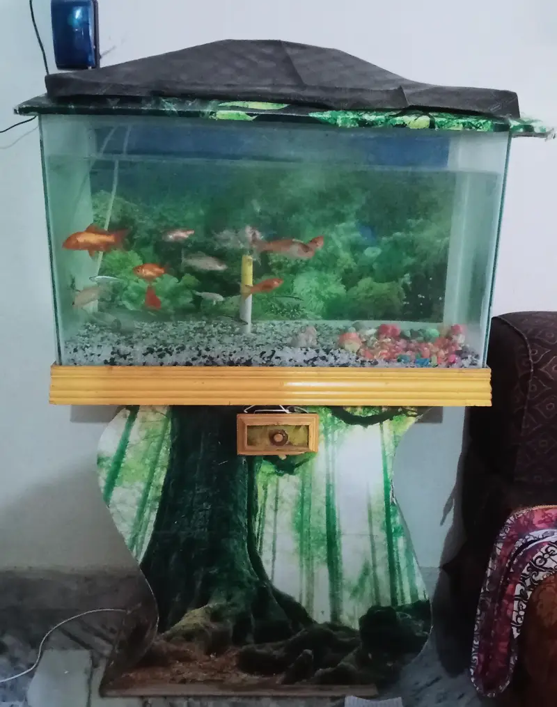 Beautiful Big Size Aquarium with 14 Beautiful Fishes — photo 8