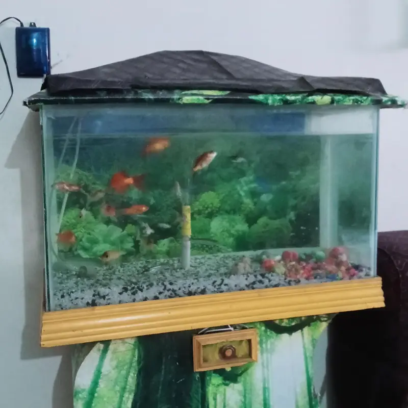 Beautiful Big Size Aquarium with 14 Beautiful Fishes — photo 9