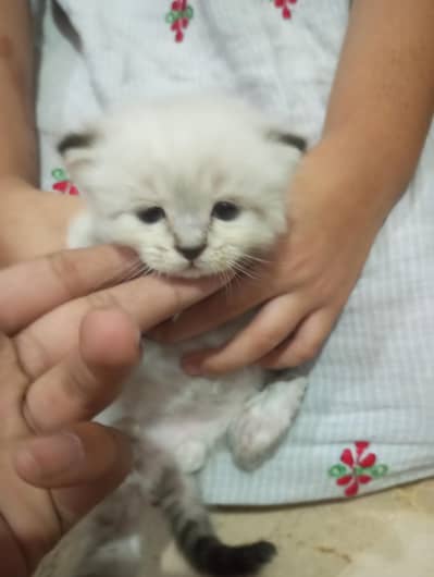 cat for sale