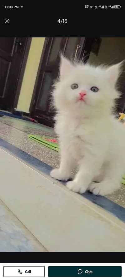 (Persian female kitten) (for sale all) (Pakistan delivery available)
