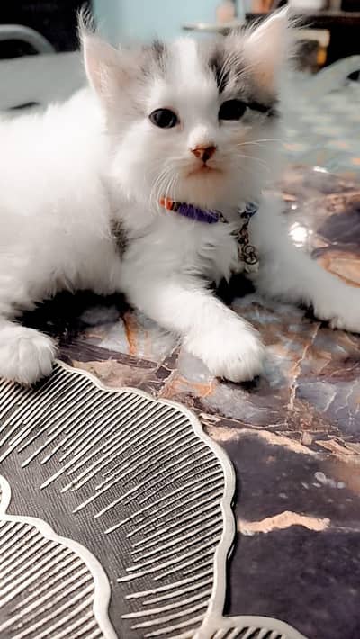 triple coat Persian