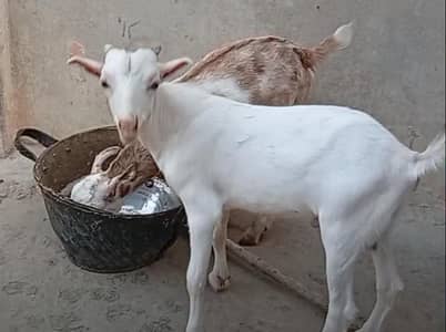 teddy goats for sale