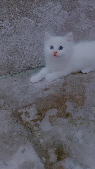 blue eyes triple Corted healthy active kittens