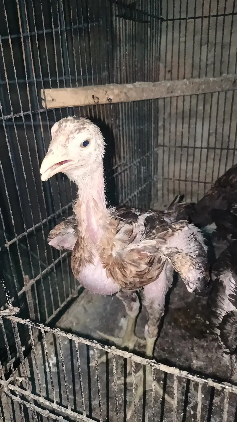 Thai pokoya orDragon Murga Aseel chicks pathi Punas, Burmi,Dragon — photo 11