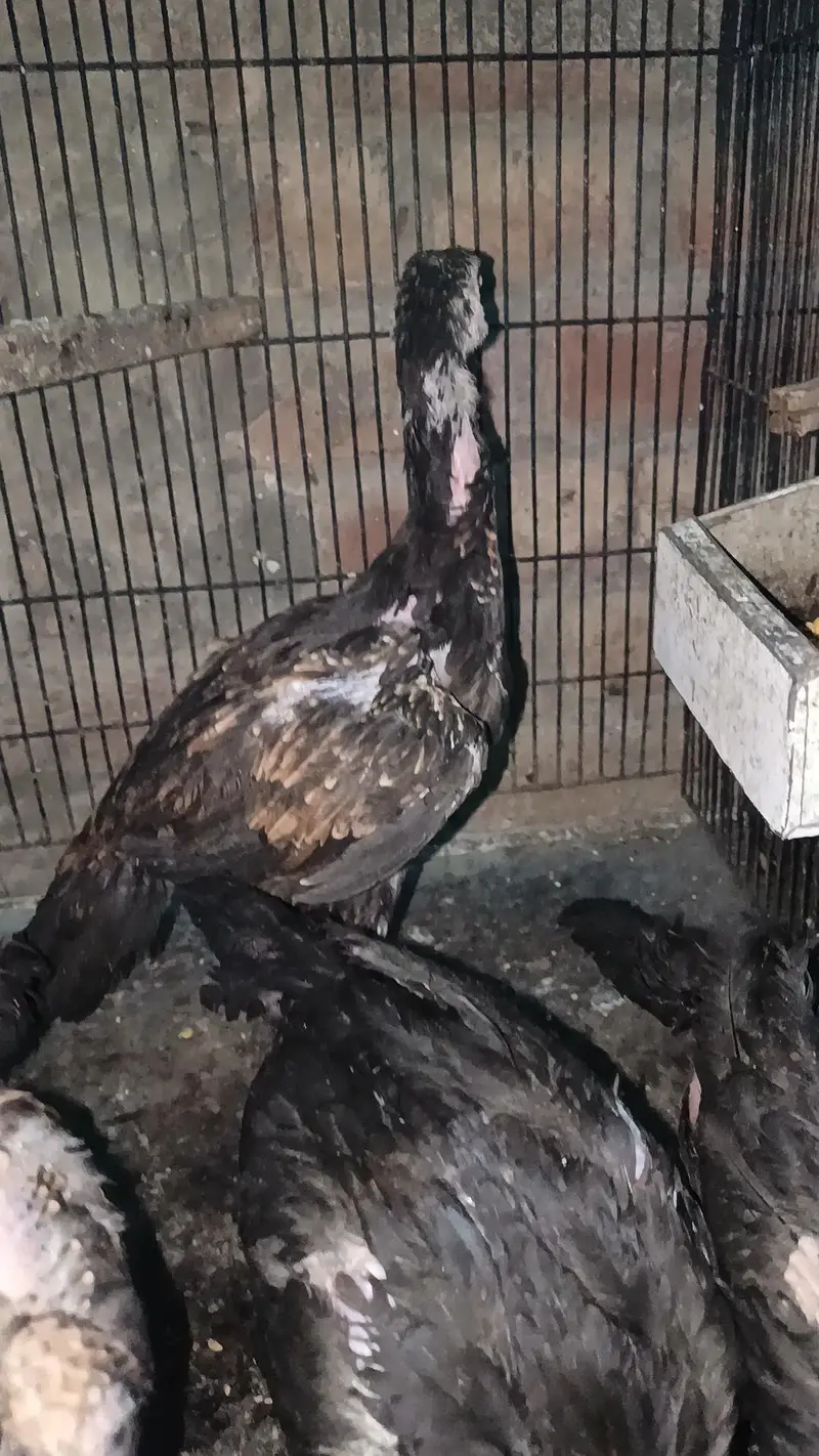 Thai pokoya orDragon Murga Aseel chicks pathi Punas, Burmi,Dragon — photo 12